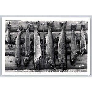Postcard RPPC Chinook Salmon Yankee Fork Sunbeam Dam Idaho 1956 Posted Stamp ID
